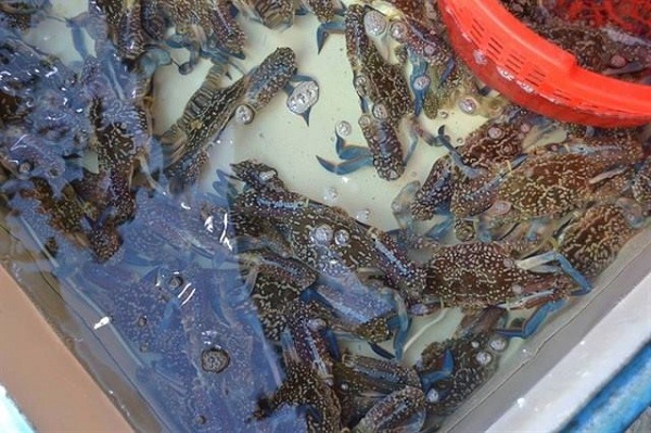 hải sản giang ghẹ hải sản 24h Seamart