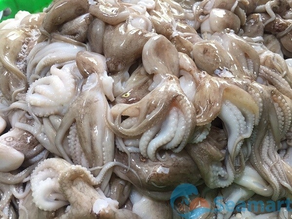 giá bạch tuộc