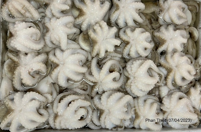 giá bạch tuộc