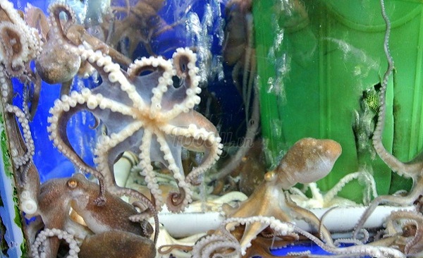 gia bach tuoc song giá bạch tuộc sống