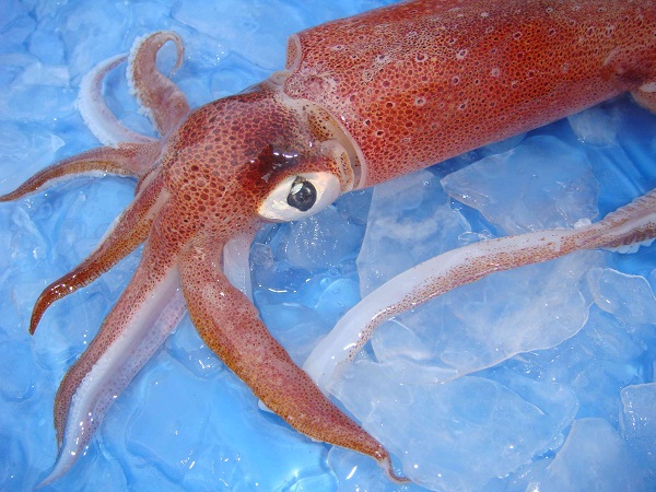 giá mực ống hôm nay