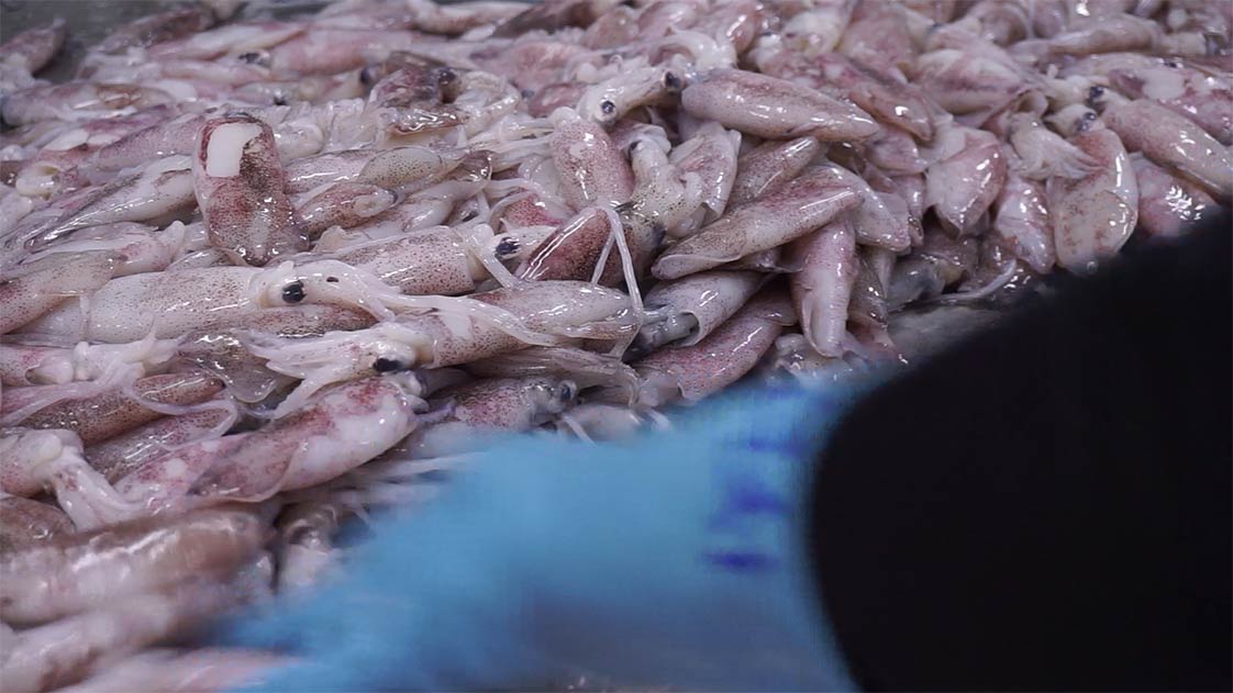 lựa chọn mực ống để cấp đông 02