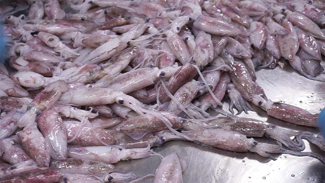 lựa chọn mực ống để cấp đông 03