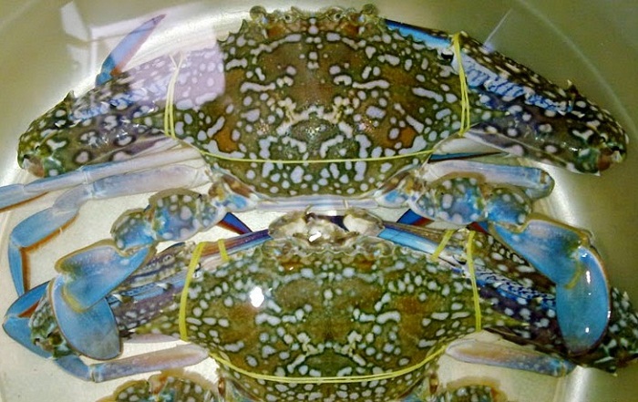 mua ghẹ ngon tại tphcm