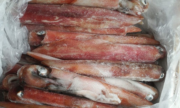 mực đông lạnh giá rẻ