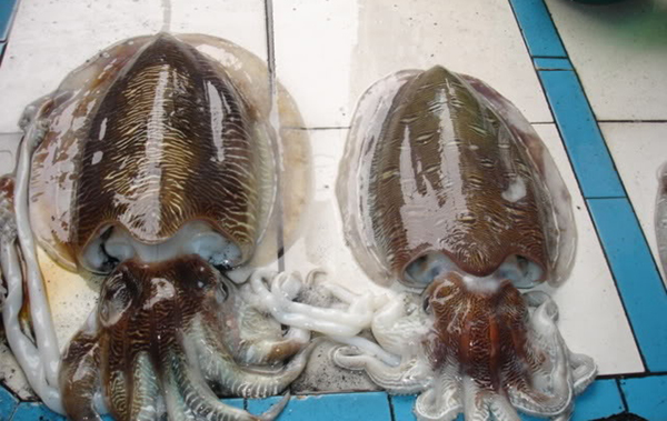 mực nang mực nang