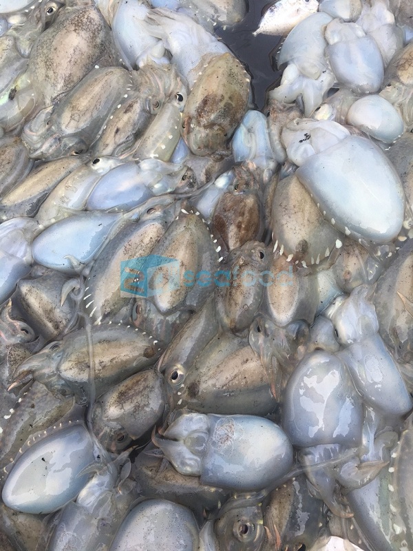 Mực nang nguyên liệu tại xưởng 24h Seafood muc nang nguyen lieu 2