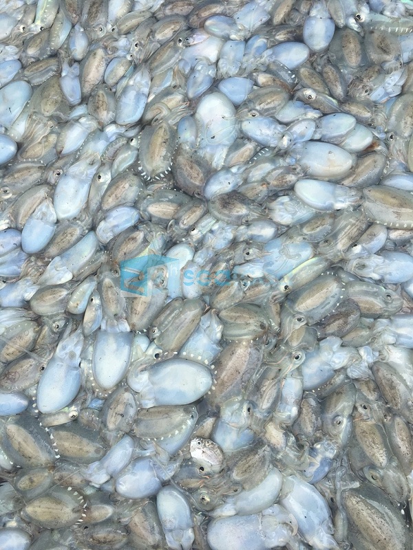 mực nang nguyên liệu tại xưởng 24h seafood muc nang nguyen lieu