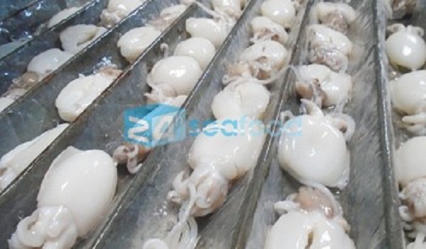 mực nang cấp đông rời mực nang cấp đông rời