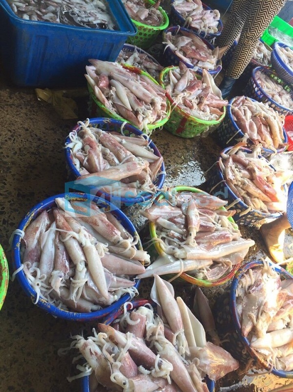 cung cap hai san