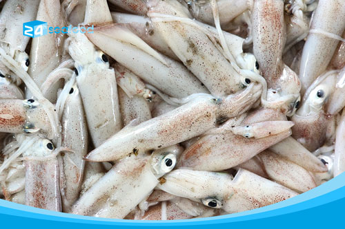 Mực ống nguyên liệu trước khi sản xuất tại 24h Seafood