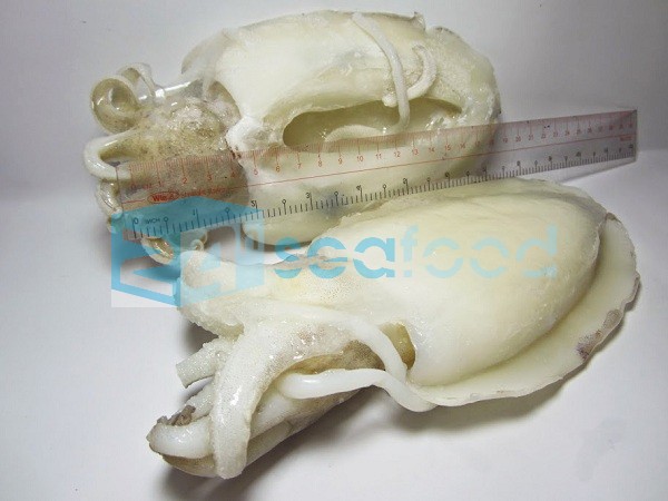 mực nang 2 -5 con/kg, làm sạch, cấp đông IQF nang-sua