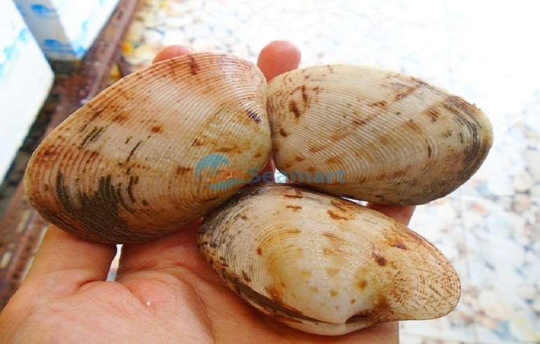 ngao sống