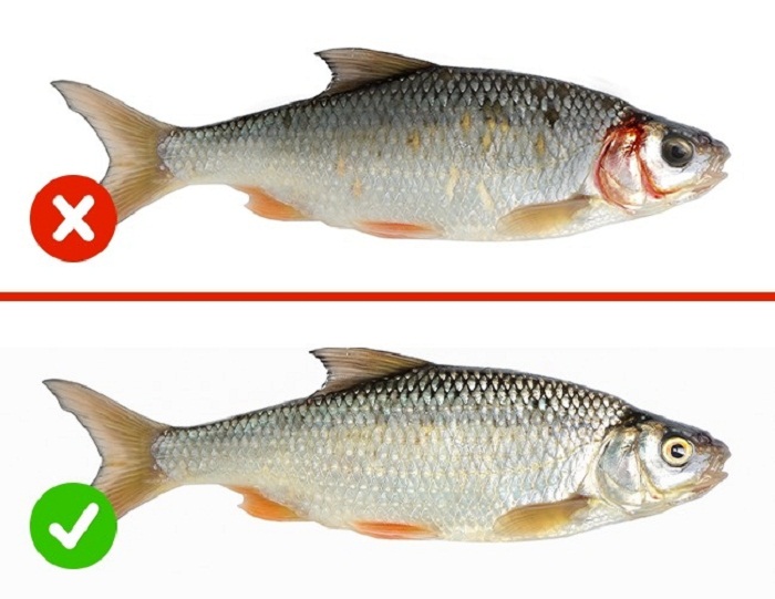 nguyên tắc chọn cá biển tươi
