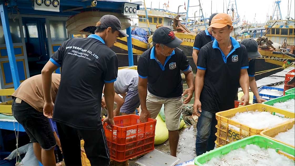 thu mua mực ống loại to tại cảng cá Phan Thiết