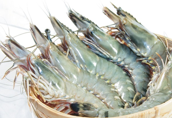 Các loại tôm