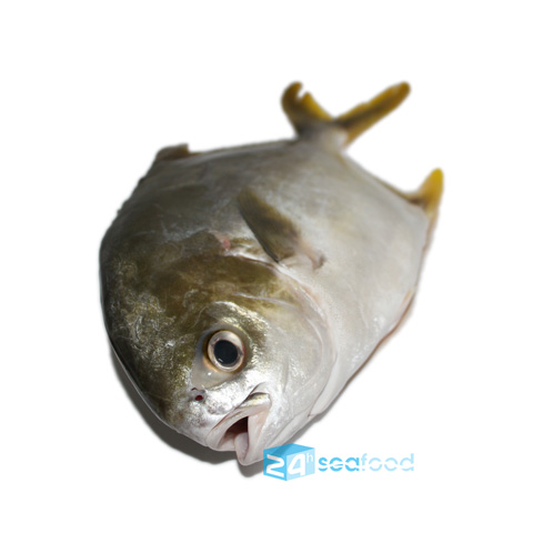 Cá chim vàng anh