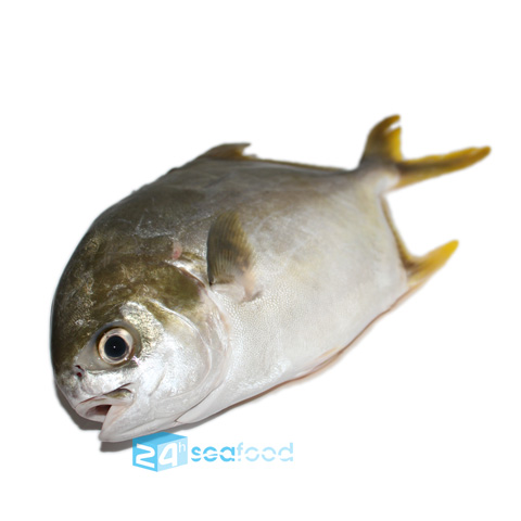Cá chim vàng anh