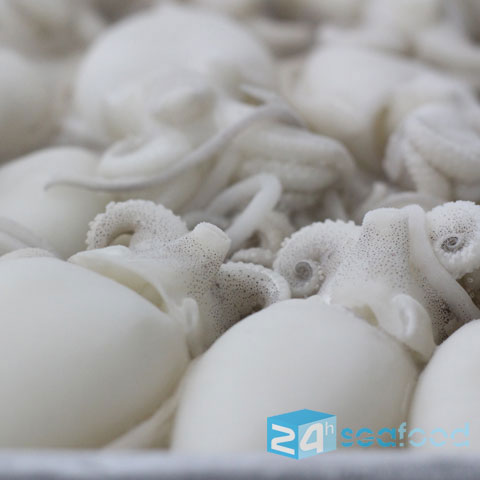 mực nang đông lạnh giá sỉ