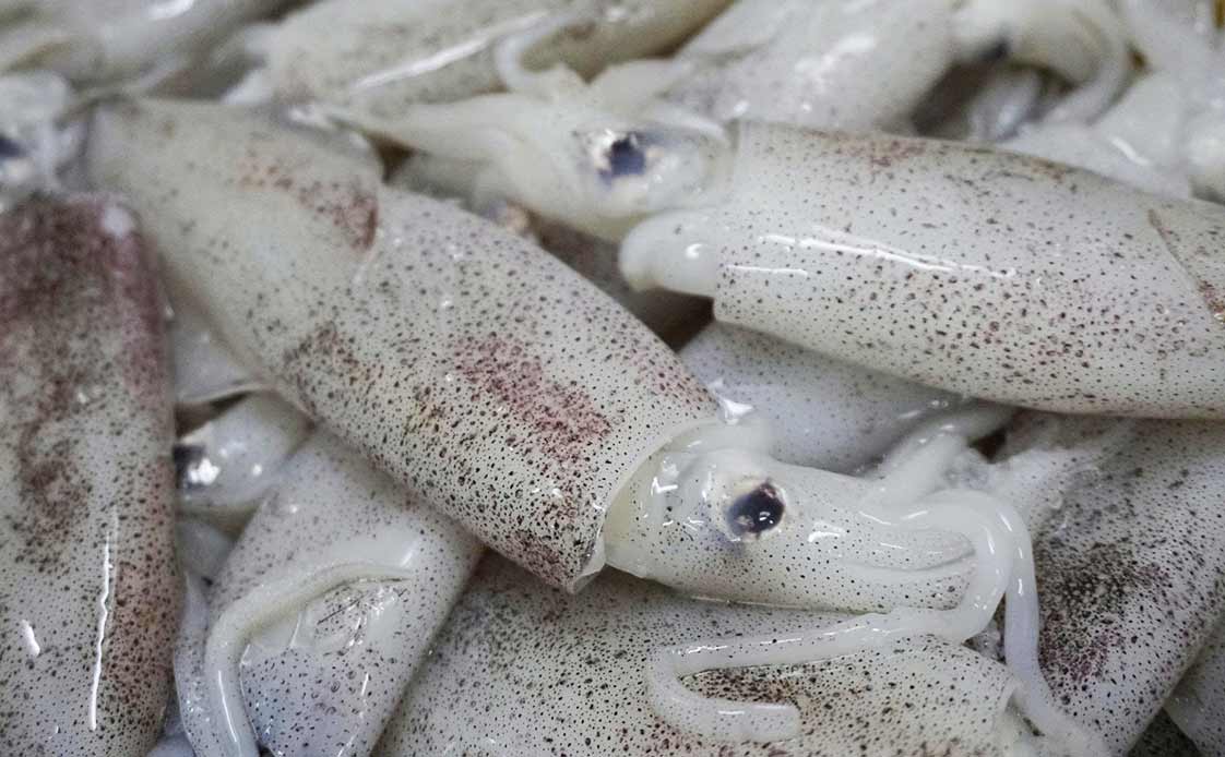 Mực ống Đông lạnh Size Nhỏ