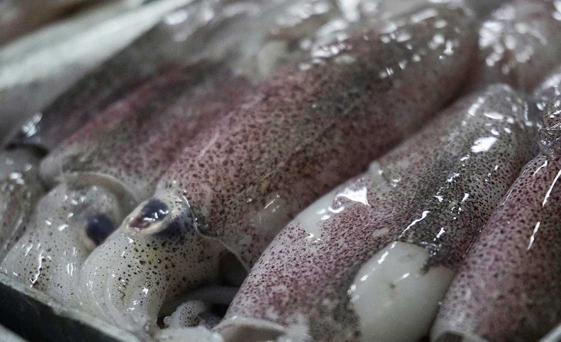 Mực ống Đông lạnh Size Nhỏ