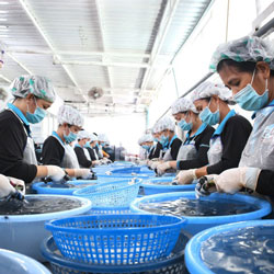 Nhân viên đang gia công bạch tuộc tại 24h Seafood