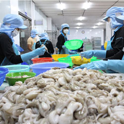 Nhân viên đang gia công bạch tuộc tại 24h Seafood