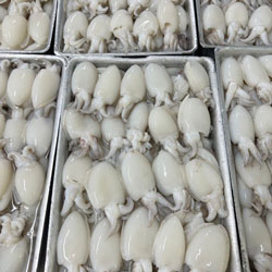 Mực nang được sản xuất tại nhà máy 24h Seafood