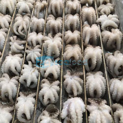 Bạch tuộc được sản xuất tại nhà máy 24h Seafood