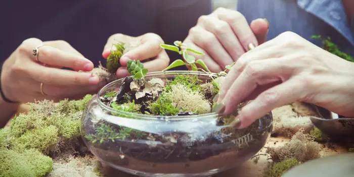 Terrarium mở dễ bị thiếu ẩm và cần tưới nhiều hơn