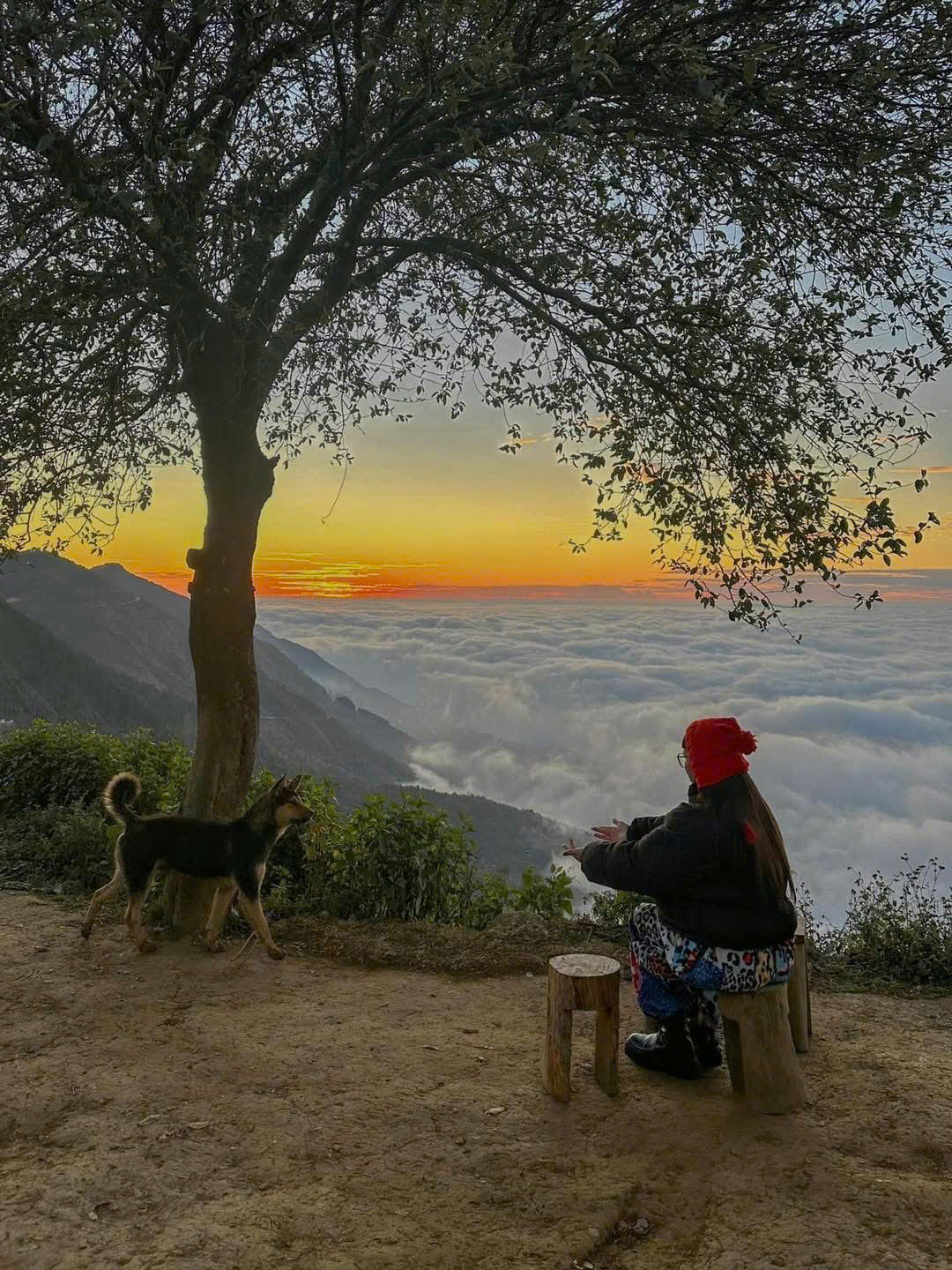 Tour Hà Nội - Tà Xùa 2025 | 2N1Đ Săn Mây – Sống Lưng Khủng Long – Mỏm Cá Heo