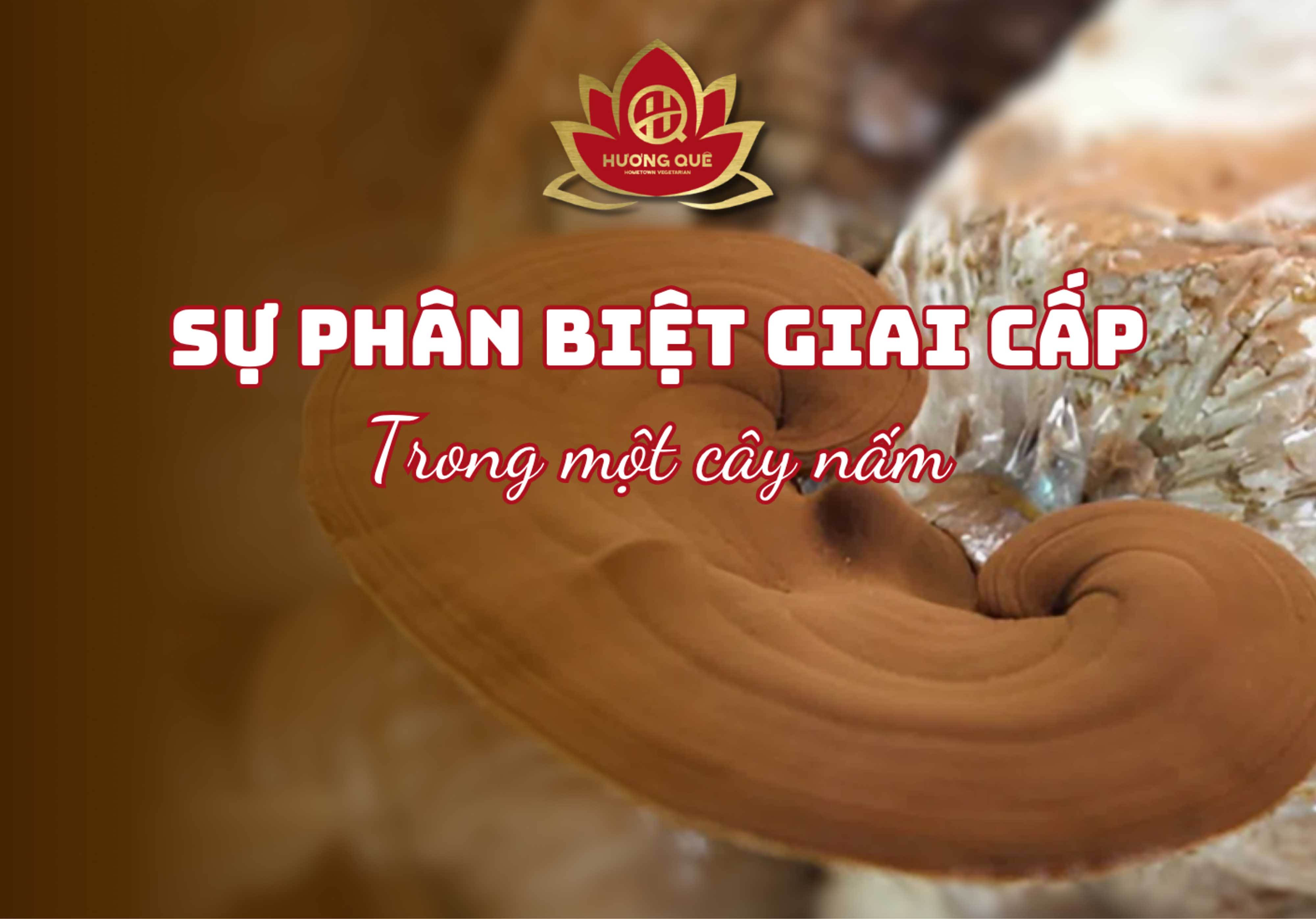🍂 SỰ PHÂN BIỆT GIAI CẤP TRONG....MỘT CÂY NẤM 🍄