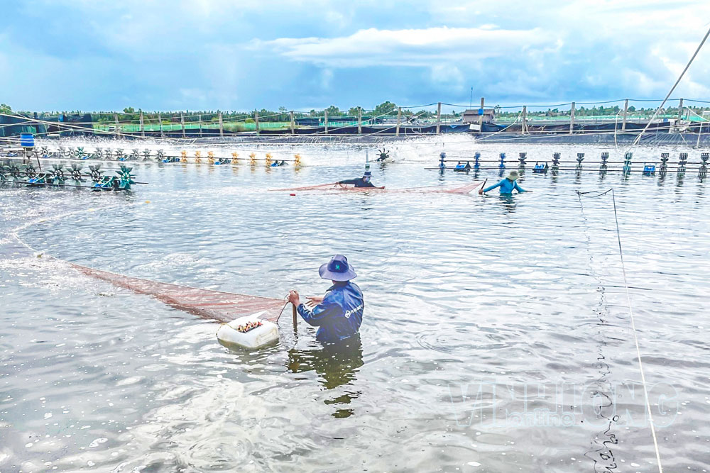 Thạnh Phong tập trung nguồn lực phát triển kinh tế biển