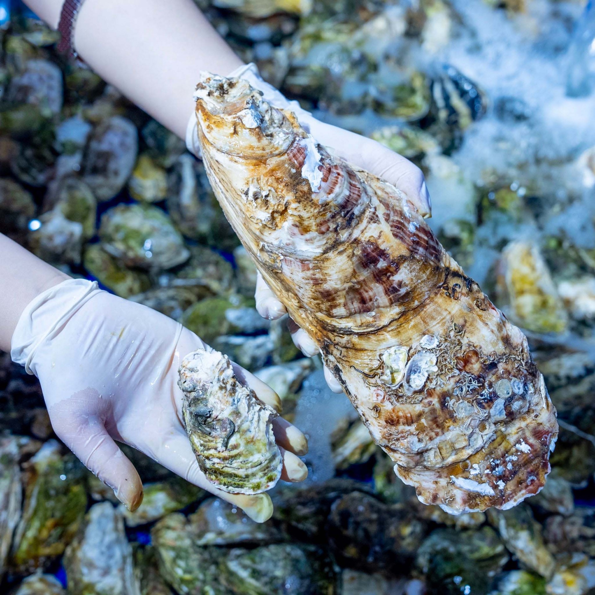 Nuôi hàu đại dương - Khát vọng vươn mình ra biển lớn