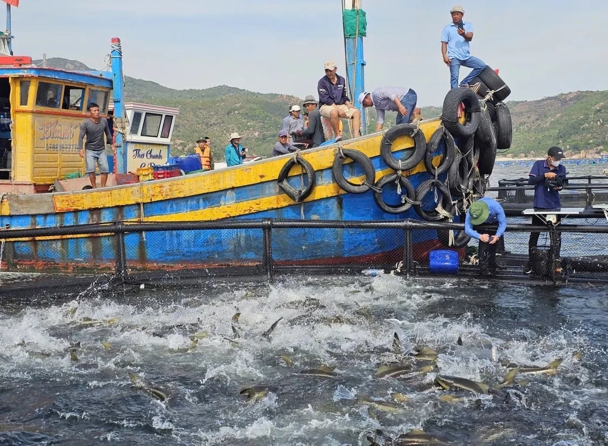 Đưa từng lồng bè, tàu cá vào bản đồ số