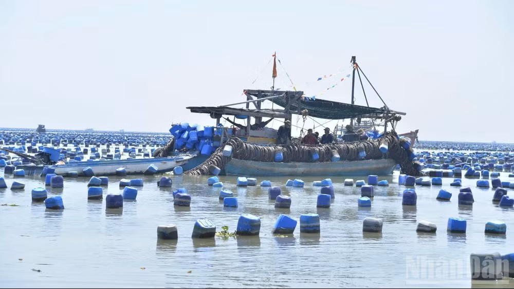 Đồng Tháp kiên quyết xử lý triệt để nuôi hàu trái phép trên biển