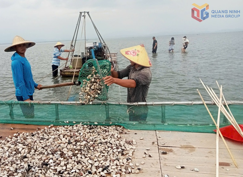 Nghề nuôi biển - Trụ cột cho sinh kế ven bờ
