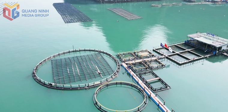 Xây dựng các cụm công nghiệp nuôi biển