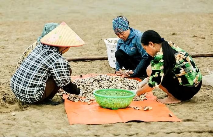 Để vùng nuôi ngao phát triển hiệu quả, bền vững