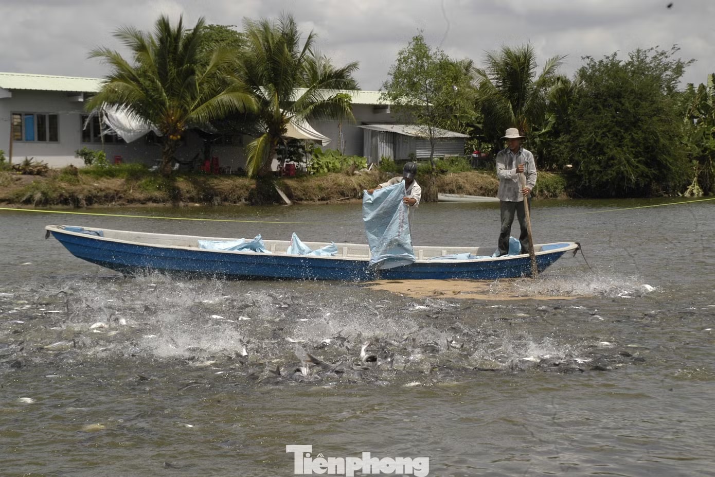 Tập đoàn Hà Lan đề xuất nuôi cá tra trong nước nhiễm mặn