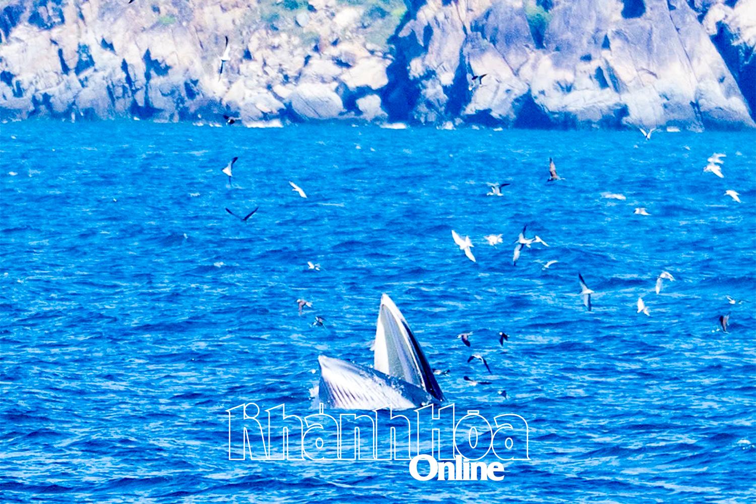 Chào mừng Đại hội đại biểu Đảng bộ tỉnh Khánh Hòa lần thứ I, nhiệm kỳ 2025 - 2030: Bảo tồn, phát huy giá trị bền vững hệ sinh thái biển vịnh Nha Trang