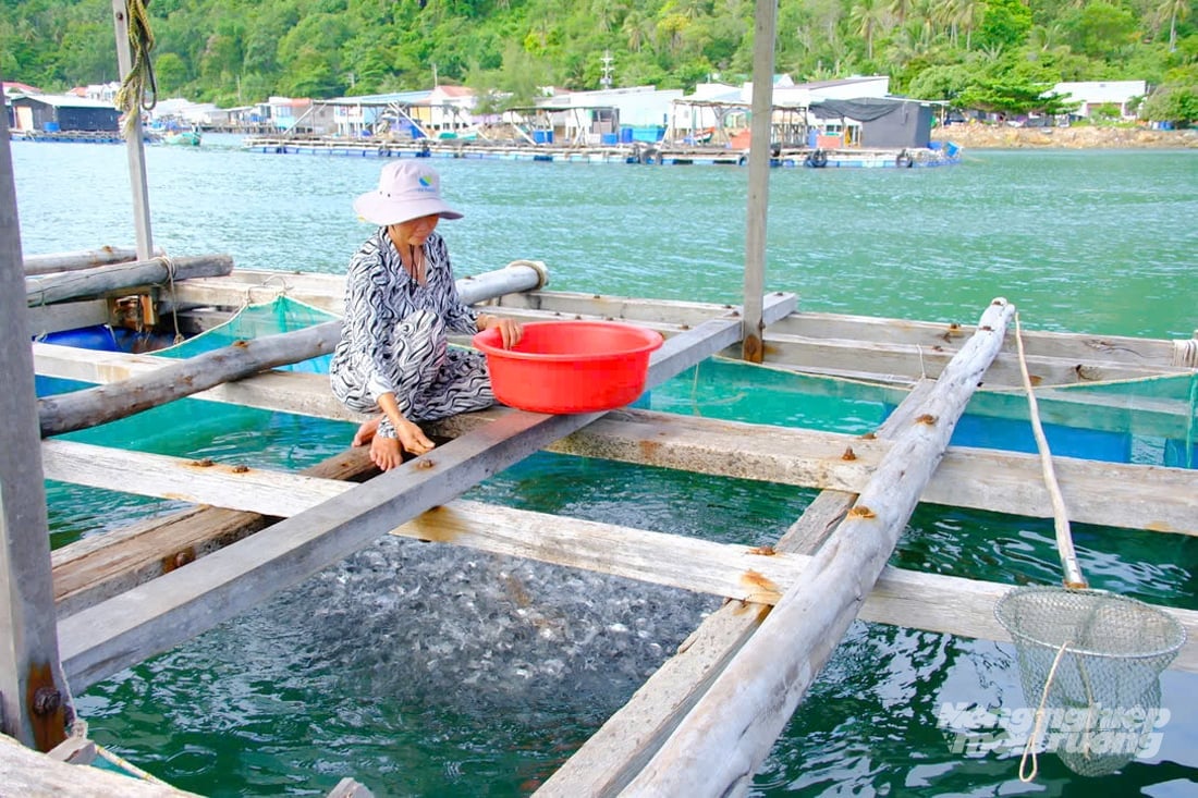 Chuyển đổi sang lồng bè HDPE để nuôi biển bền vững