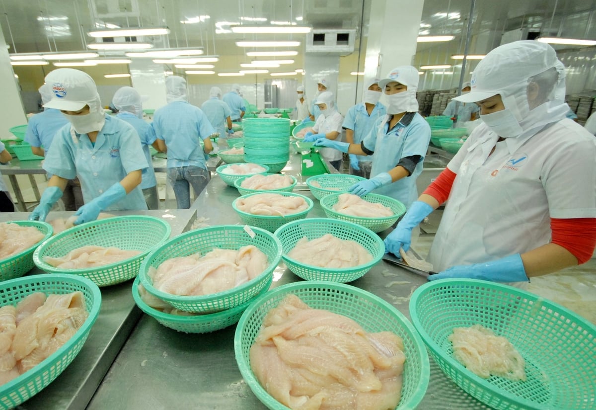 Liên kết '4 nhà' đề ngành hàng cá tra phát triển bền vững