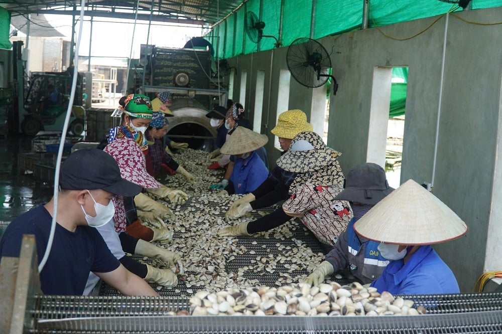Nuôi ngao ứng dụng khoa học kỹ thuật, hướng tới phát triển bền vững