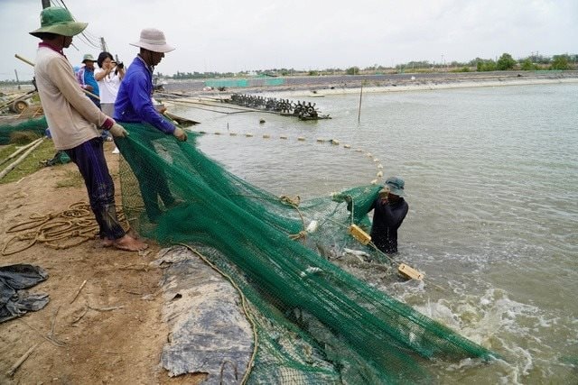 Bỏ nuôi tôm, lão nông miền Tây thu hàng trăm tỷ nhờ 