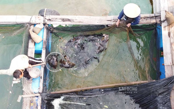 Quảng Ninh tháo gỡ vướng mắc giao biển nuôi thủy sản