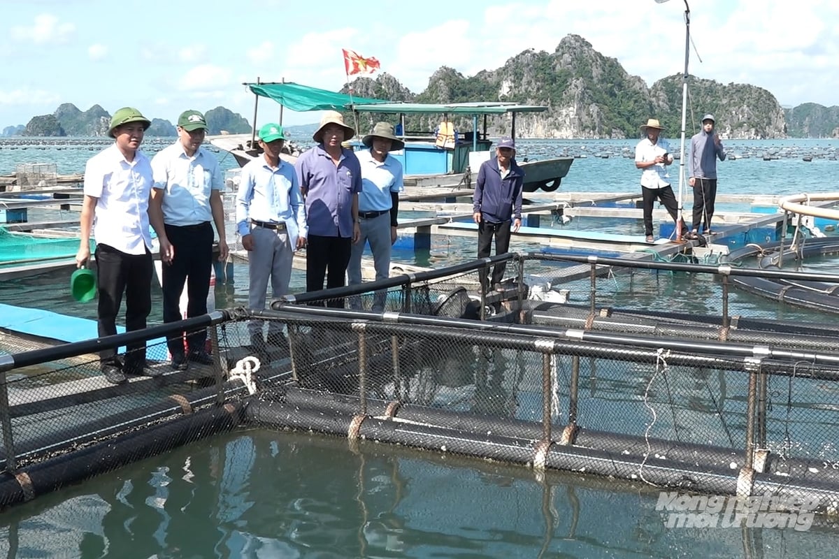 Lồng HDPE giúp người nuôi cá song giảm rủi ro
