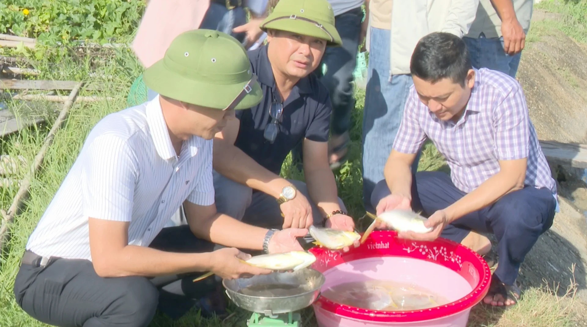 Xây dựng thương hiệu cá chim vây vàng Hà Tĩnh theo chuẩn VietGAP