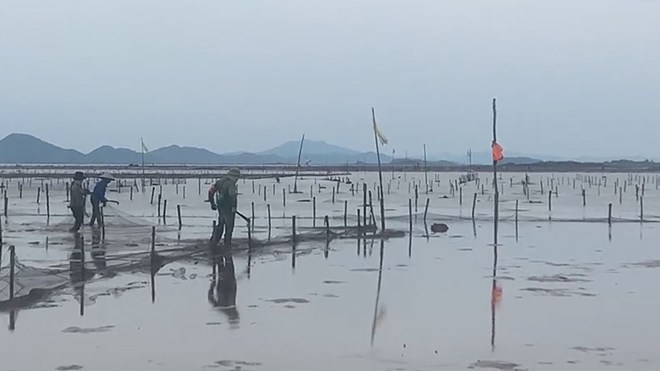 Kéo mỏ neo tháo dỡ công trình nuôi trồng thủy sản trái phép ở Quảng Hà, Quảng Ninh