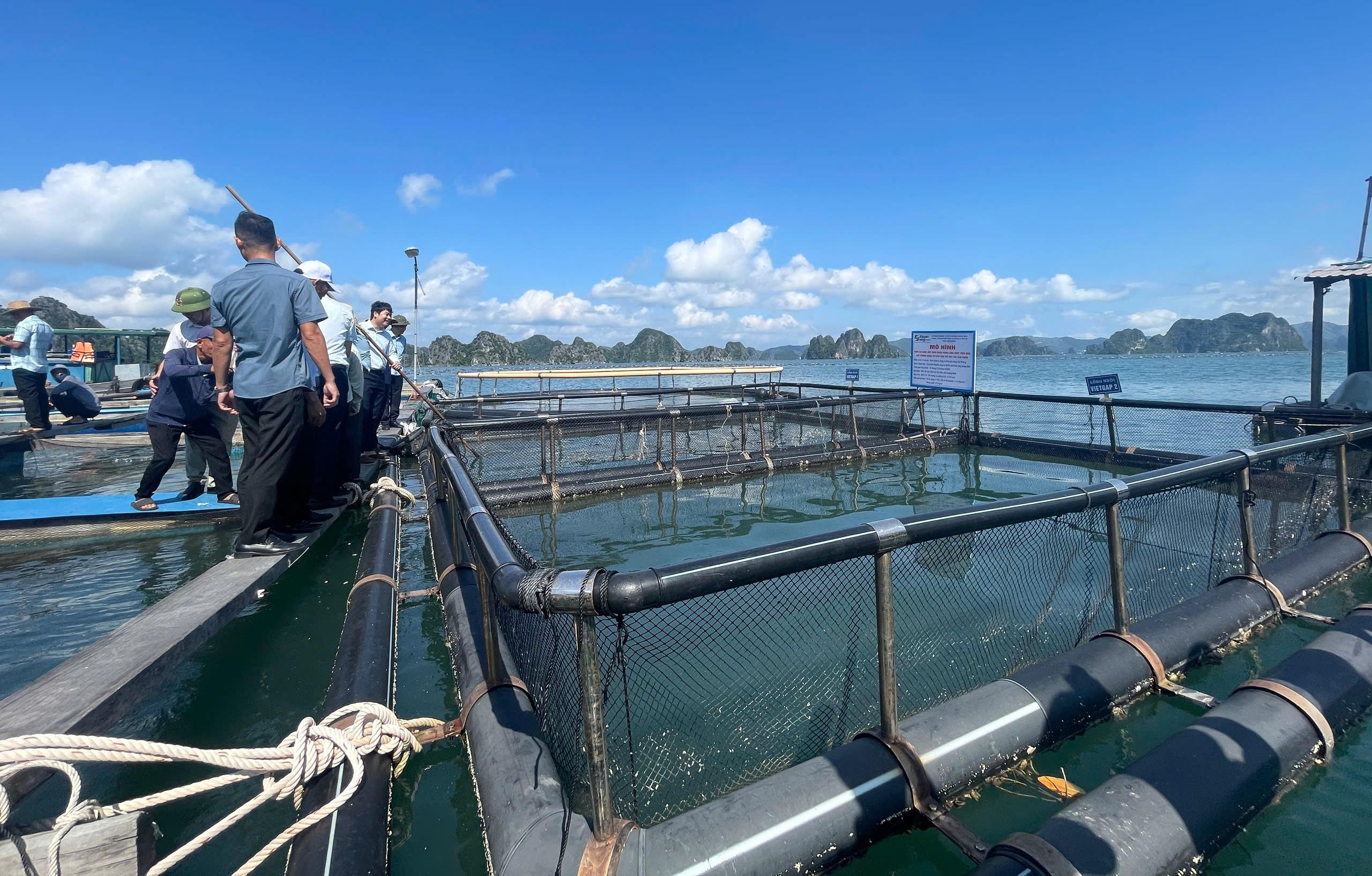 Đổi mới công nghệ để phát triển nuôi biển bền vững tại Quảng Ninh